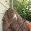 Garden spider