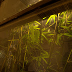 Hanfplantage