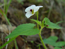 Viola%20ocellata%20000