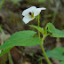 Viola%20ocellata%20000