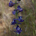 P5312411