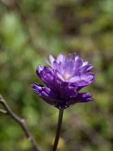 P6052455