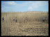CK harvesting reeds for thatch