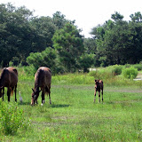 Wild horses north of Corolla