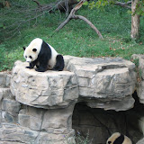 National Zoo (2006)