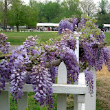 Flowers in front of the Governor's Palace.