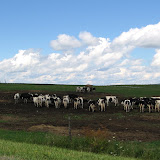One side, racetrack; the other side, cows.