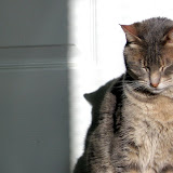 Sunbeam time.