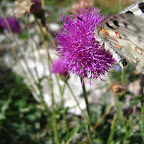 Flowers15.JPG