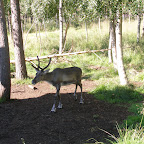 Rovaniemi Female reindeer.JPG