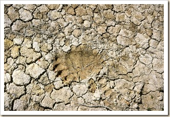 Bear-footprint