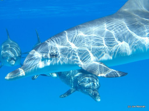 Wild Dolphin Trips