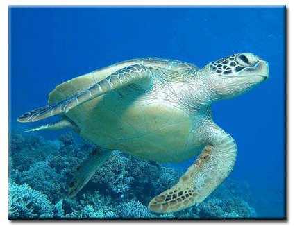 [Sea Turtles 3 (m)[4].gif]