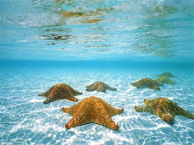 [Star-Fish[10].jpg]