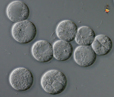 En la imagen de abajo, puedes ver en una gráfica la evolución de las