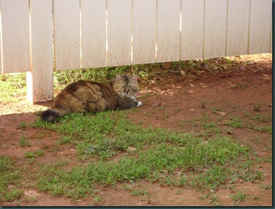 Scotch fence