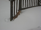 snowpocolypse 2009 001.jpg