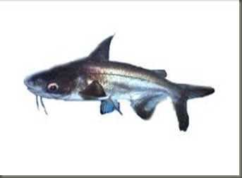 patin1 patin1