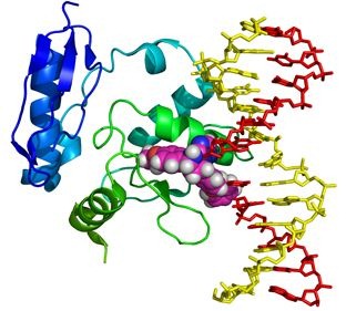 [Proteína interagindo com um princípio activo (docking)[2].jpg]