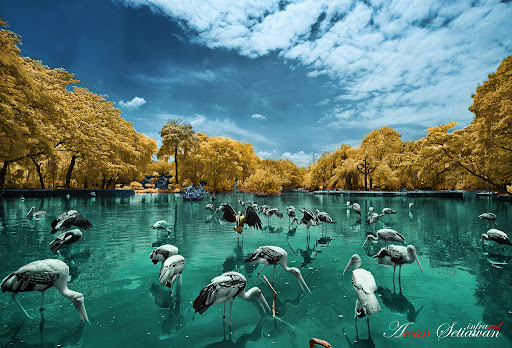 Malaysia National Zoo Infrared Photography