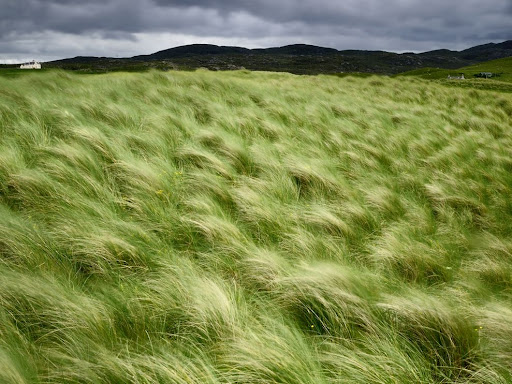 Marram beach grass blowing on the coast of the Isle of Lewis