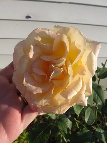 [Picture0243.jpg]