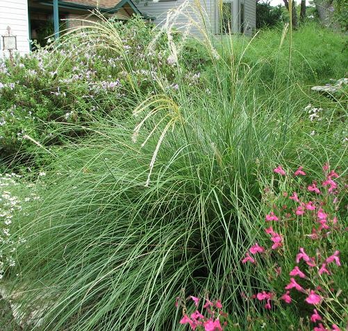 [Miscanthus Adagio 2[2].jpg]