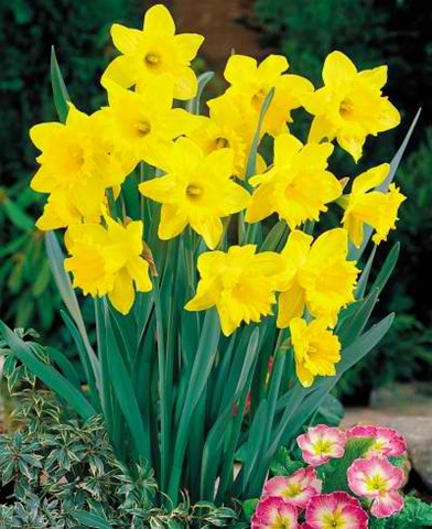 [daffodil-dutchmaster[2].jpg]