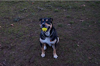 Augie has a ball