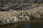 _DSC0052.NEF (Raw)