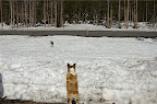 Kirby looking on while Augie fetches