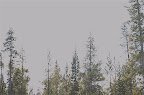 trees.