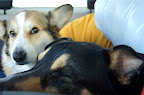 Sleepy ride home for Augie and Kirby