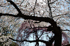 _DSC0051.NEF (Raw)