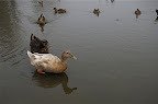 _DSC0035.NEF (Raw)