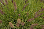 _DSC0085.NEF (Raw)