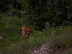 Deer porn