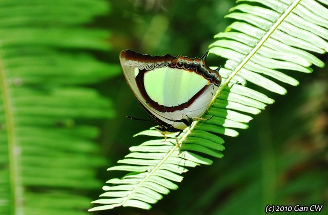 [Polyura jalysus-MYFHRaub_20100322_D5951-640.jpg]