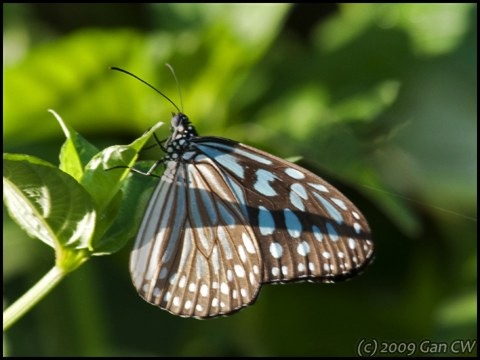 [Ideopsis similis persimilis-MYGopeng_20090312_0180-480[1].jpg]