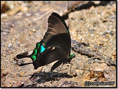 Papilio palinurus palinurus-MYFHKKB_20090425_0831-400