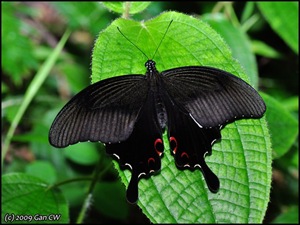 [Papilio helenus helenus-MYFHKKB_20090422_0384-640.jpg]
