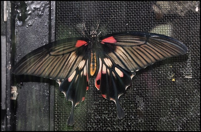 [Papilio memnon agenor (f) distantianus-ChangiT3-20090524_1670-640.jpg]