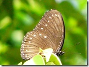 Malayan Eggfly
