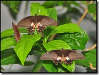 Papilio polytes romulus -f polytes-ChangiT3-20090607_2216-400