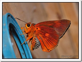 Burara etelka-MYGopeng_20090628_3341-480