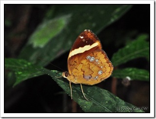 Xanthotaenia busiris busiris-MYGopeng_20090628_3443-480