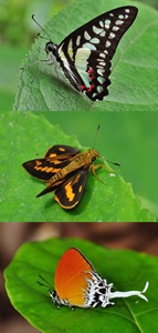 [Butterflies-400[7].jpg]