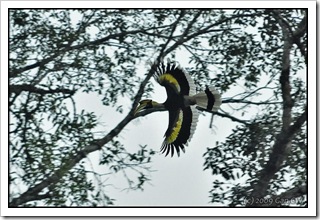 Great Hornbill-MYFH_NewRoad_20090630_3275-600