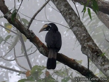 [bushy crested hornbill (f)-e[5].jpg]