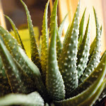 DSCN0079.JPG